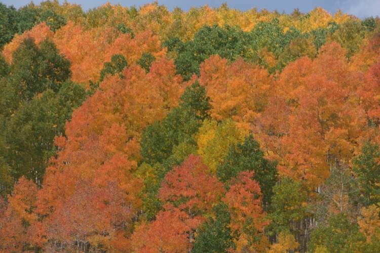 fall foliage in hills of forest
